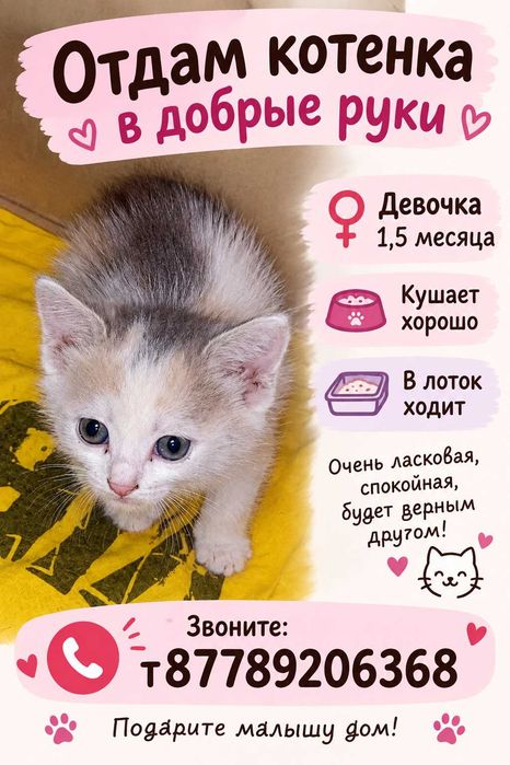 Отдам котенка девочку 1,5 Срочно