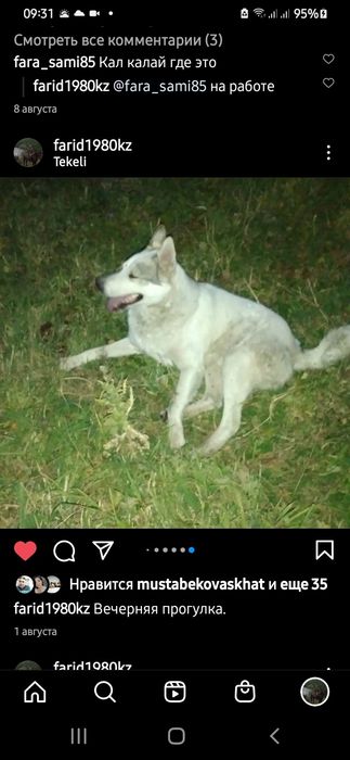 Пропала Лайка в г. Текели