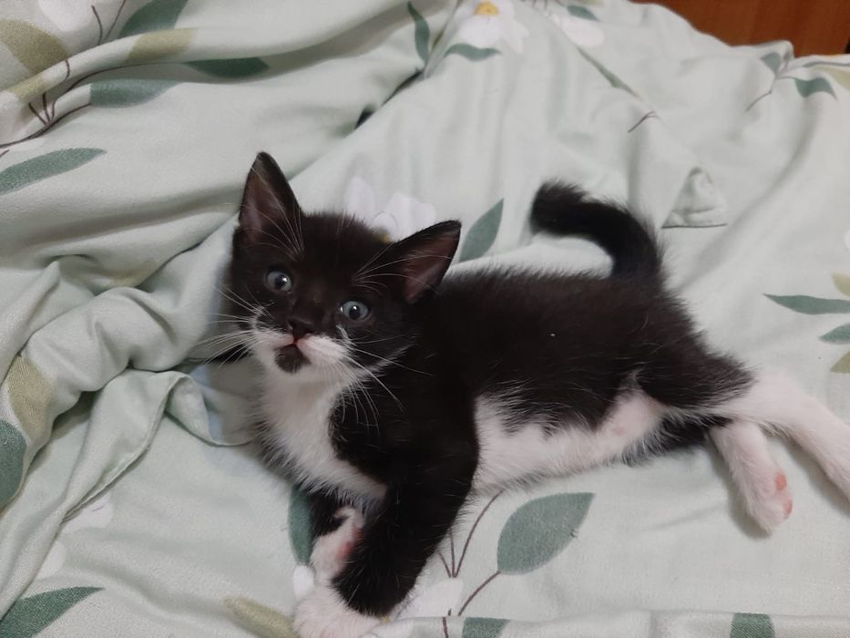 Котёнок  в хорошие руки
