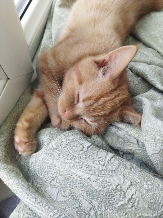 Skotiw fold ota onasi faqat yaxwi mehribon insonlaga beriladi 4 oylik