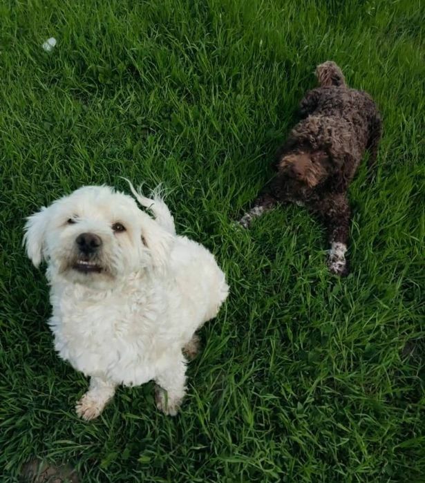 Femelă albă și mascul crem bichon