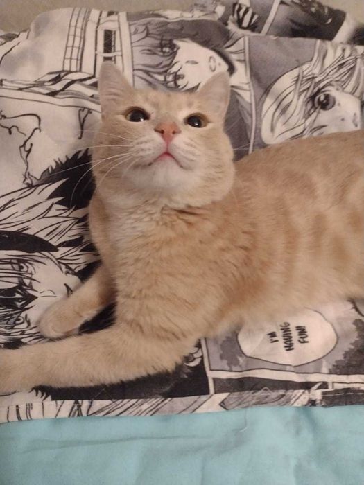 Отдам кота в добрые руки