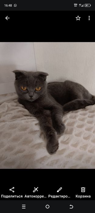 Продам котенка 2 месяца.