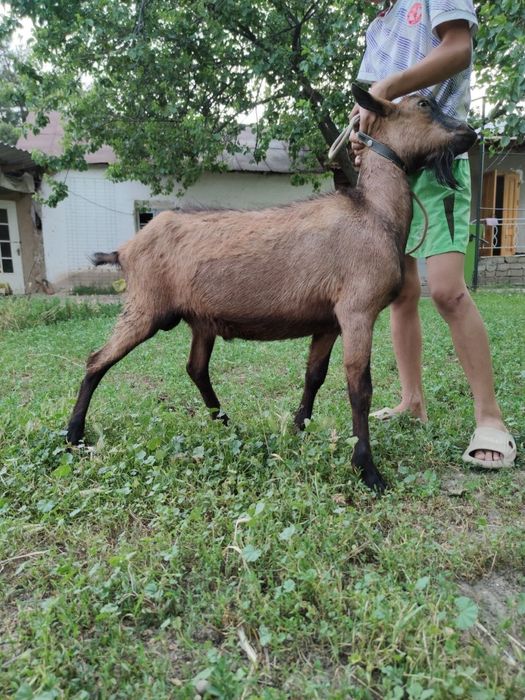 Коза альпийская парода Эчки