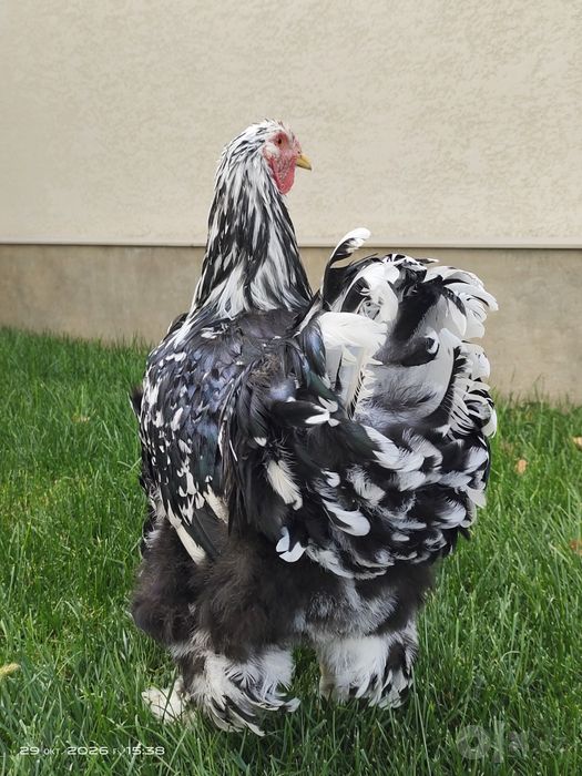Петух, котрый украсит ваш двор