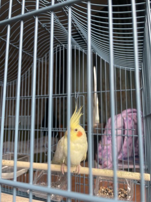 Продаю попугай вместе с клеткой.