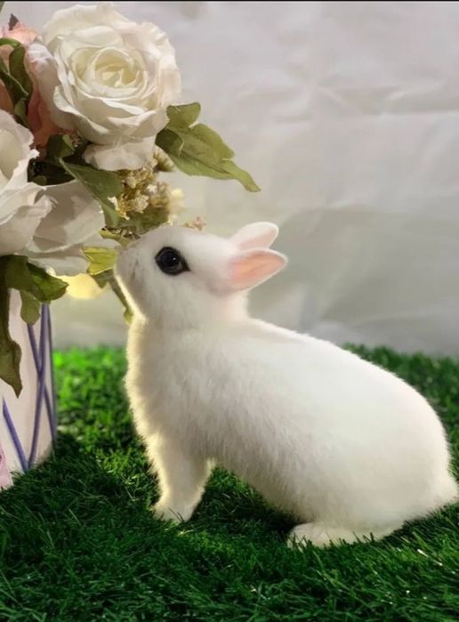 Dekarativniy Karlikoviy quyonlar bor.!