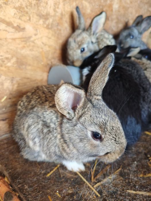 Cadou de Paște alb sau gri