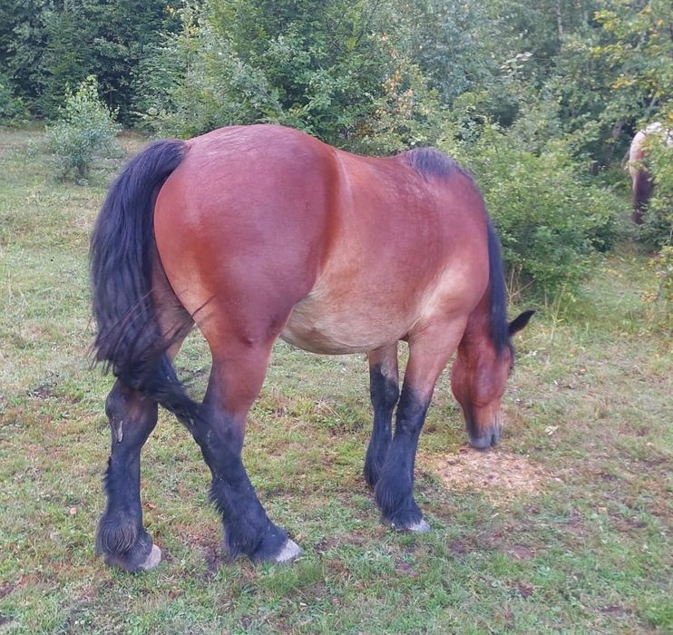 Manza 2 ani si o luna