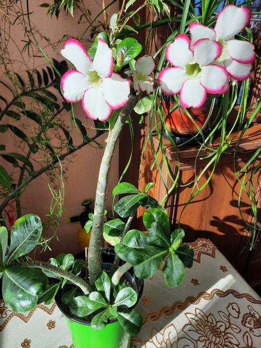 Продам адениум- роза пустыни.