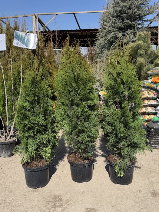 Туя Смарагд. Туя Пирамидальный