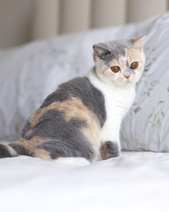 Британский котенок девочка