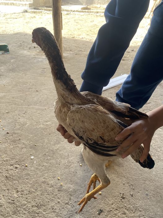 Dakan tovuq zoti saman ciqan 2ta bor boliwi 150mindan