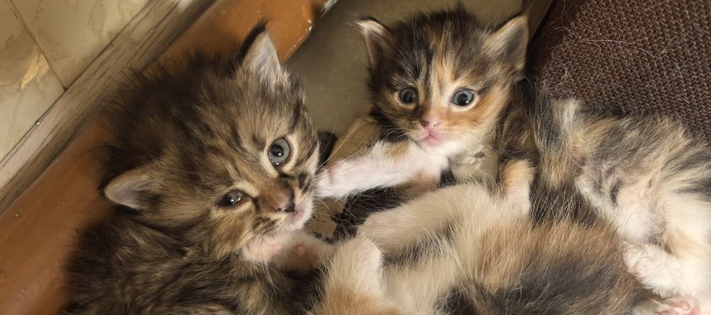 Отдам котят в хороший руки