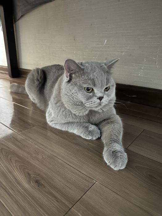 Кот Скоттиш страйт приглашает на вязку