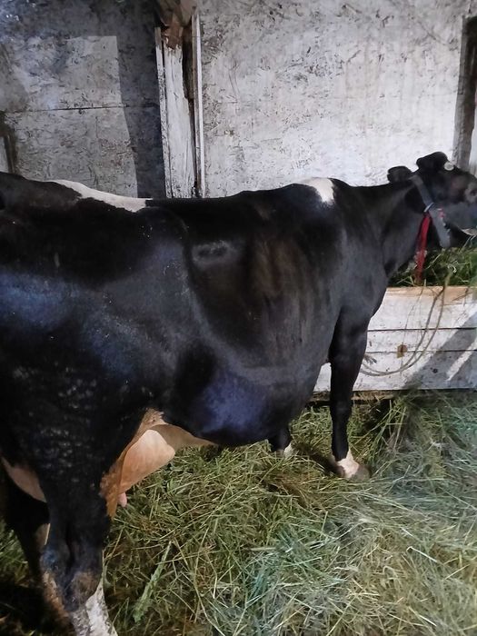 Vand vaca cu lapte tanara la al treilea vitel