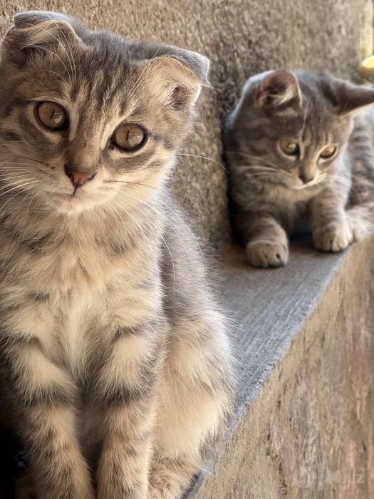 Шотландские вислоухие котята