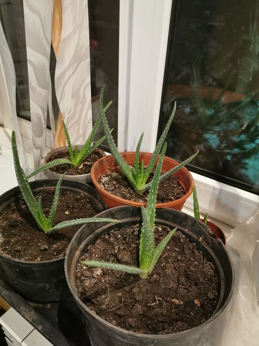 Цветок Алоэ вера