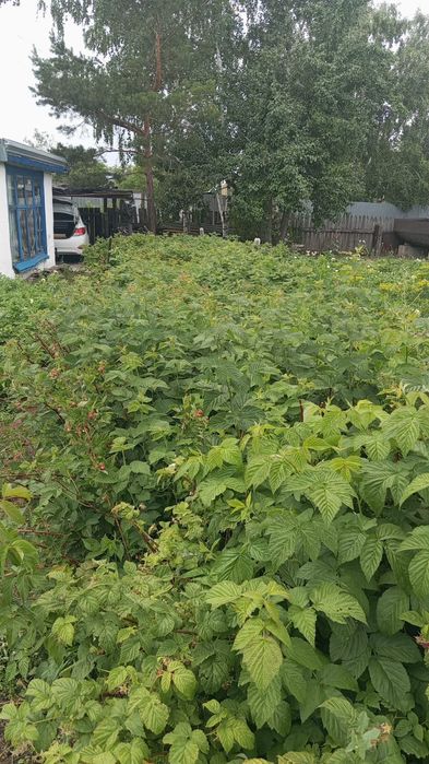 Продаю дачный участок