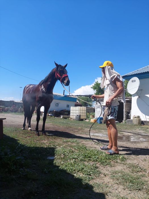 Айгыр сатылады жорга