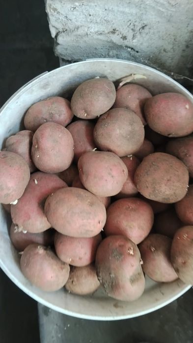 Продаётся семенной картофель