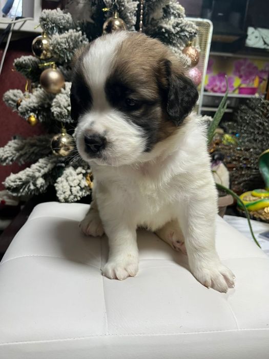 Сенбернары мальчики готовы к переезду