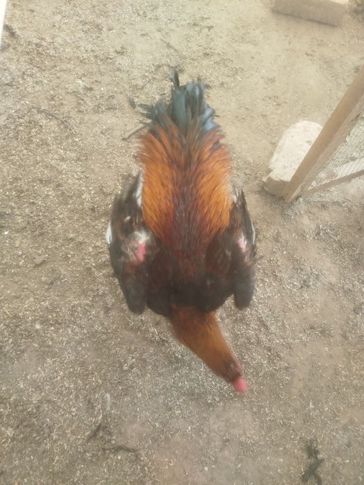 Dakan hoʻroz tuhumlari sotiladi harhil yahshi zotladan