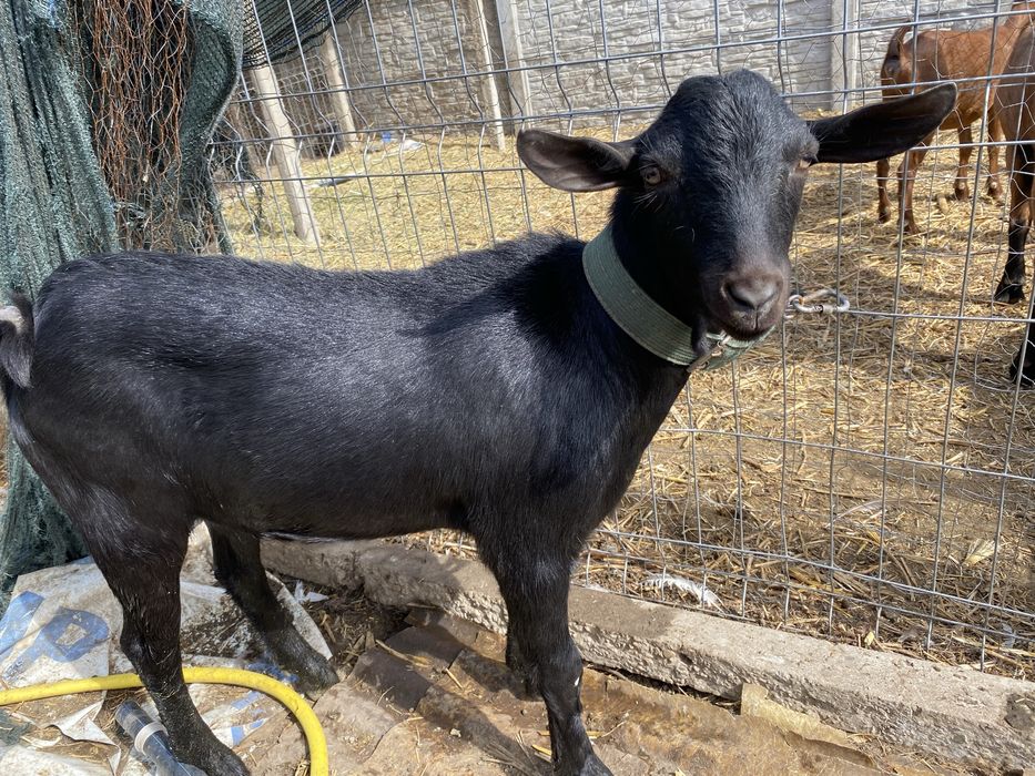 Vand sau schimb Murciano