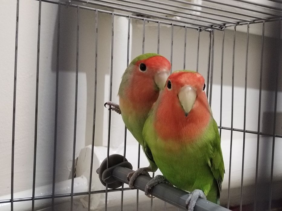 Тути куш, попугай, неразлучник сотилади