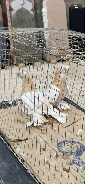 Голуби двух чубые тасманы.