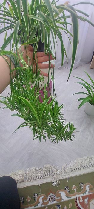 Цветы комнатные хлорофитум