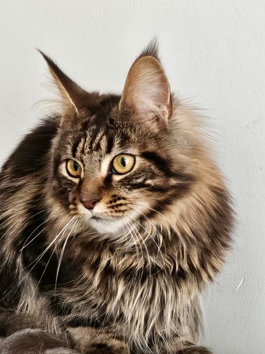 Мейнкуны полидакты и классика