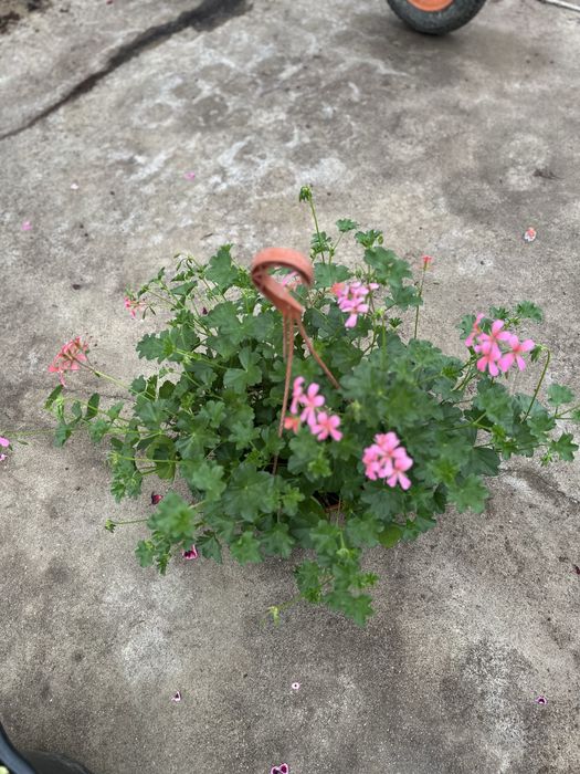 Flori de exterior in ghivece