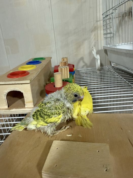 Spengl popugay/ Попугай Спенгл