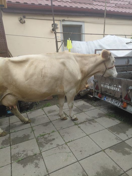 Vaca de  vânzare