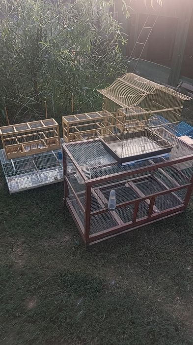 Colivii și prinzatori aproape noi