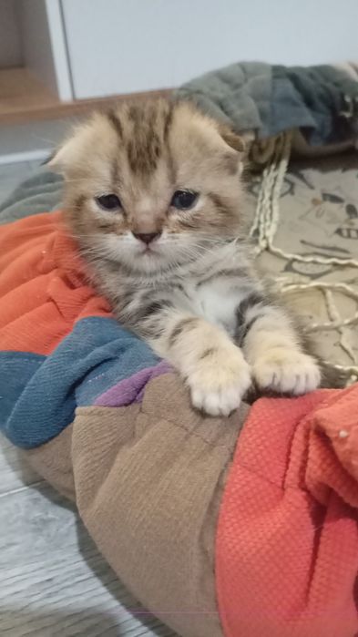 котята скотиш страйт