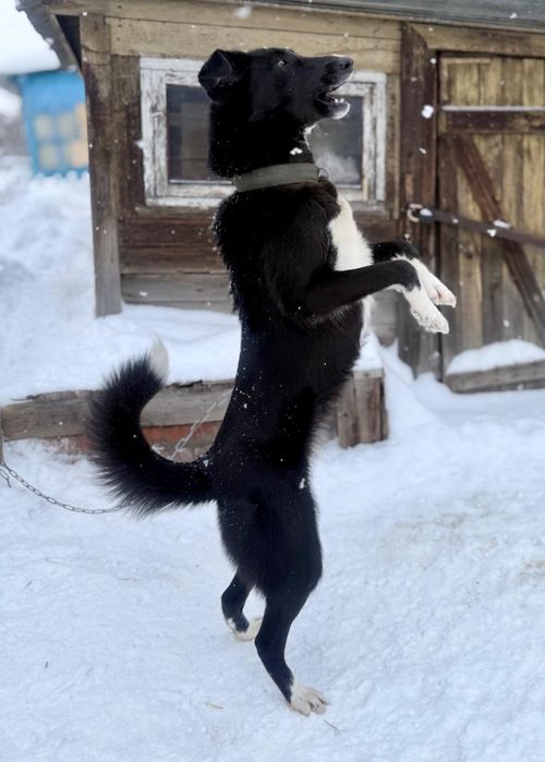 Собачки умные, стерелизованы.  В добрые руки!