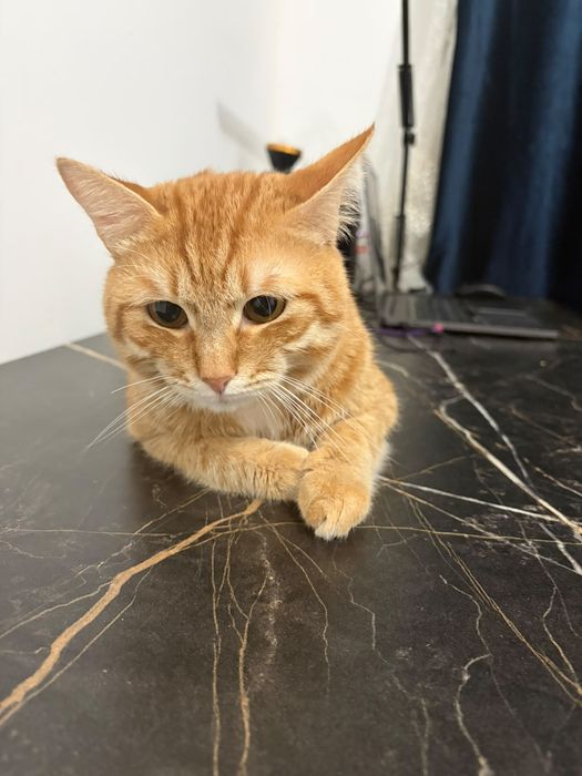 Отдам кота в добрые руки