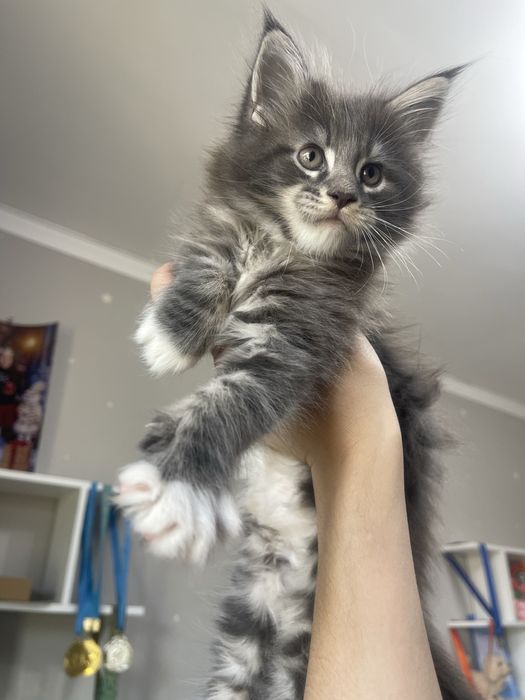 Котик Мейн кун