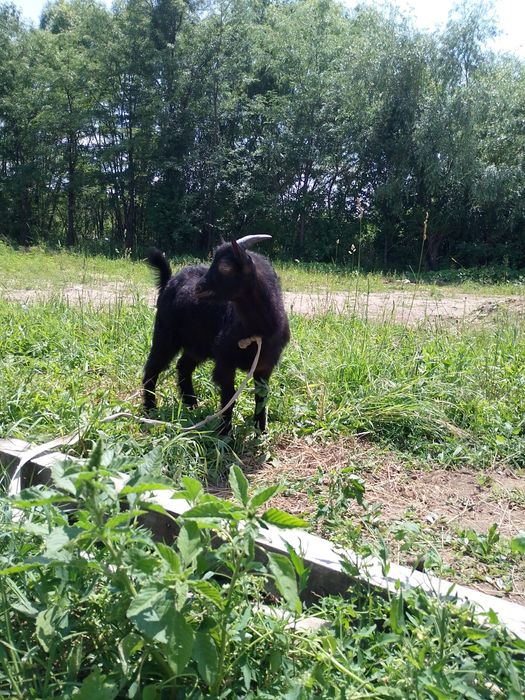 vând țap din capra ciula