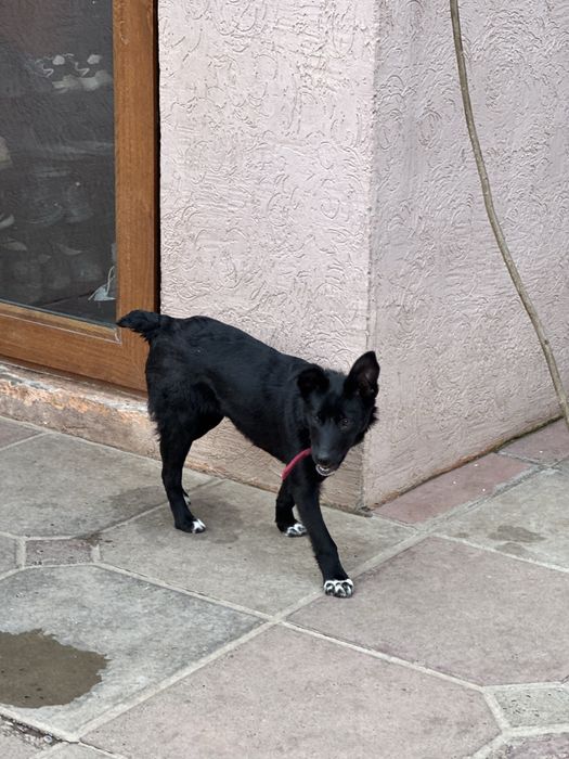 Щенок девочка. Стерильная. Ищет семью