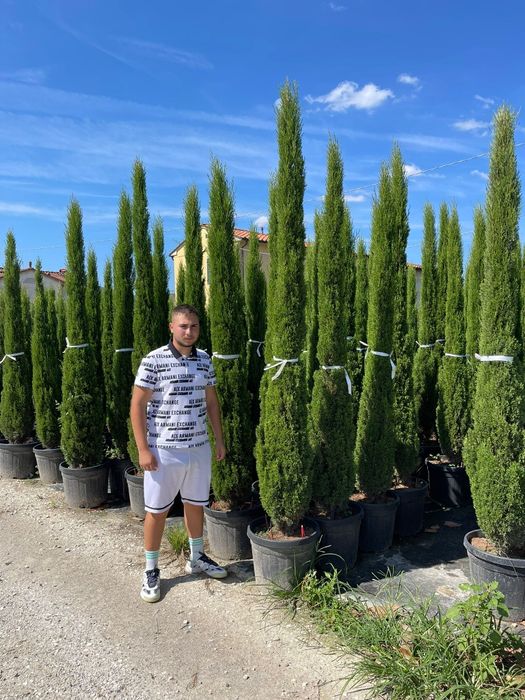 Vindem plante ornamentale de calitatea întai