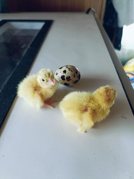 Продам перепелят