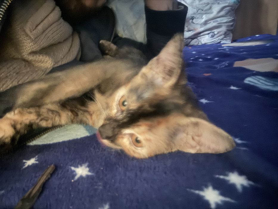 Două pisicute( fetite) spre adoptie