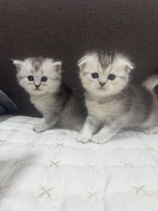 Шотландские шиншилы