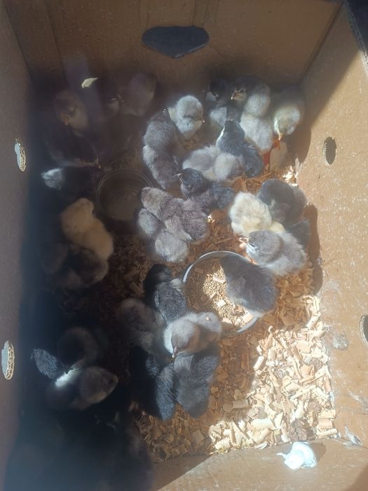 Vând 35-40 pui Australorp