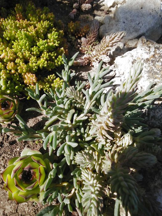 Дебелец  и  два вида седум