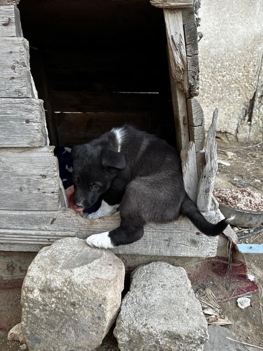 Щенок-девочка в добрые руки