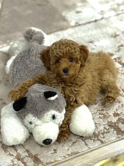 Щенок мальтипу ф1